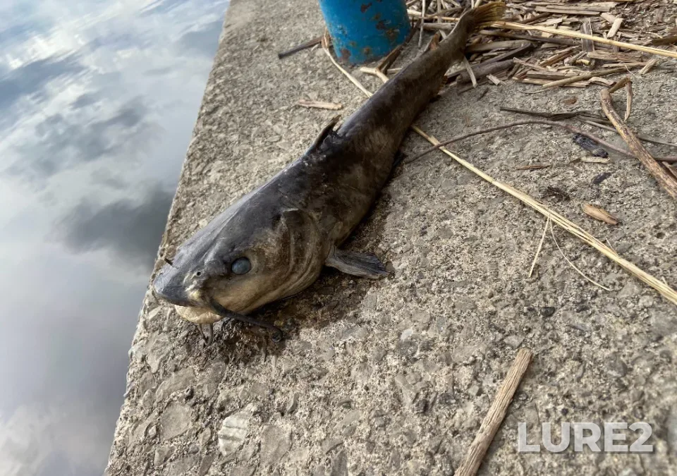 Channel catfish — Lake Saint-Louis, May 07, 2021, 4:58 PM