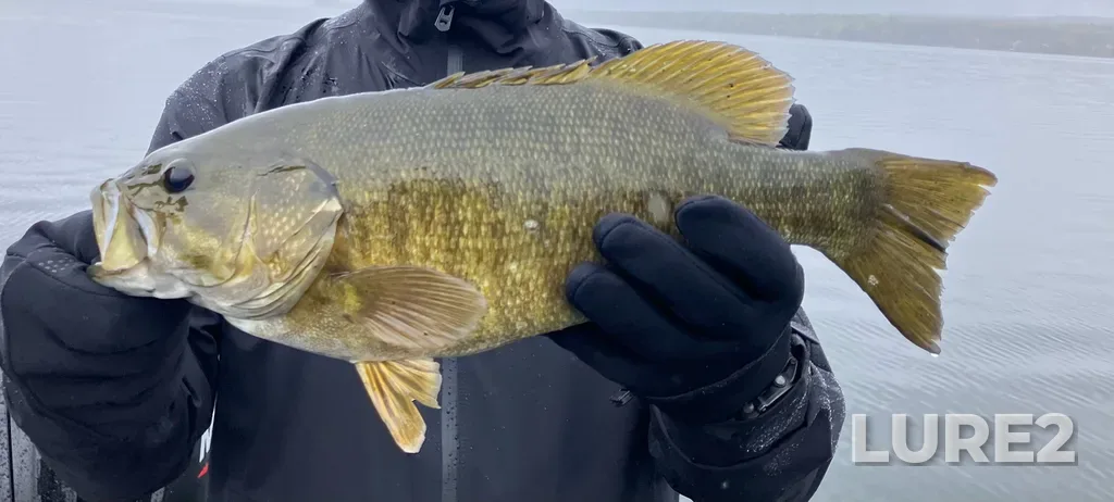 Smallmouth bass — Rivière aux Cerises, Oct 14, 2025, 12:12 PM