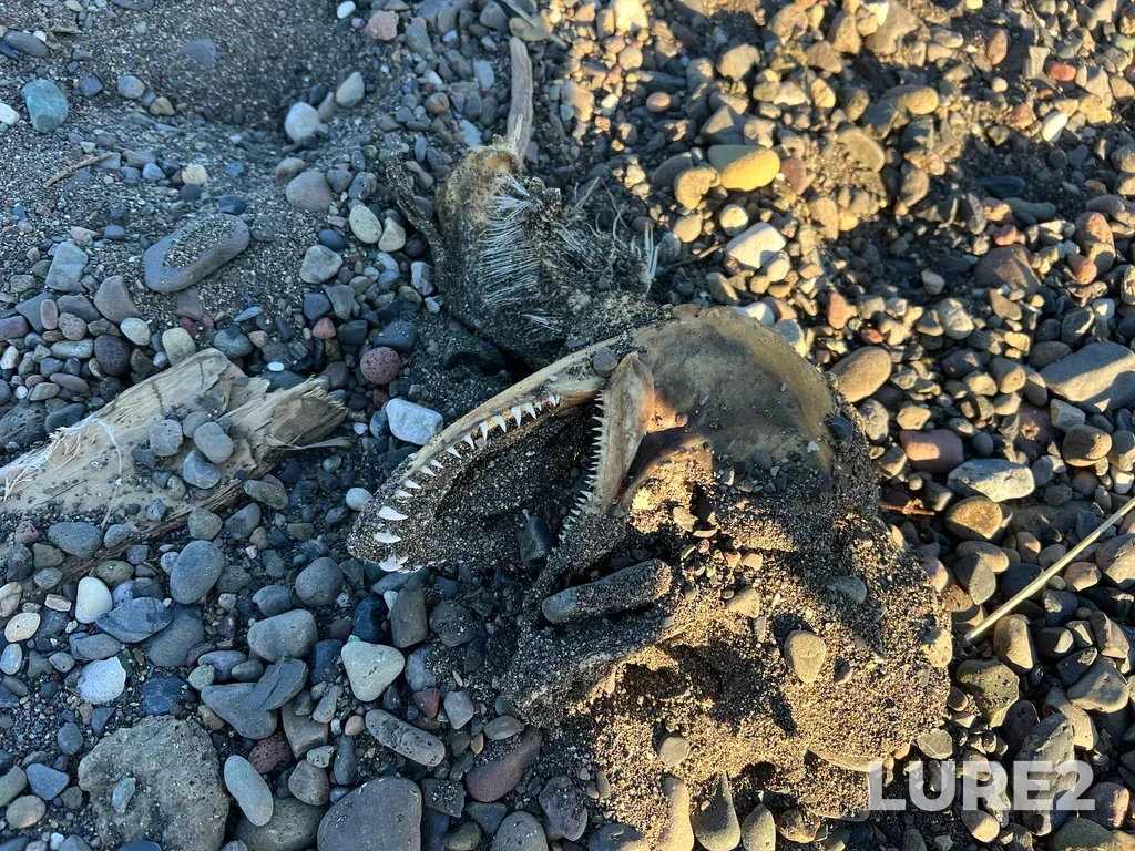 Chinook salmon — Thompson River, Oct 15, 2025, 4:58 PM