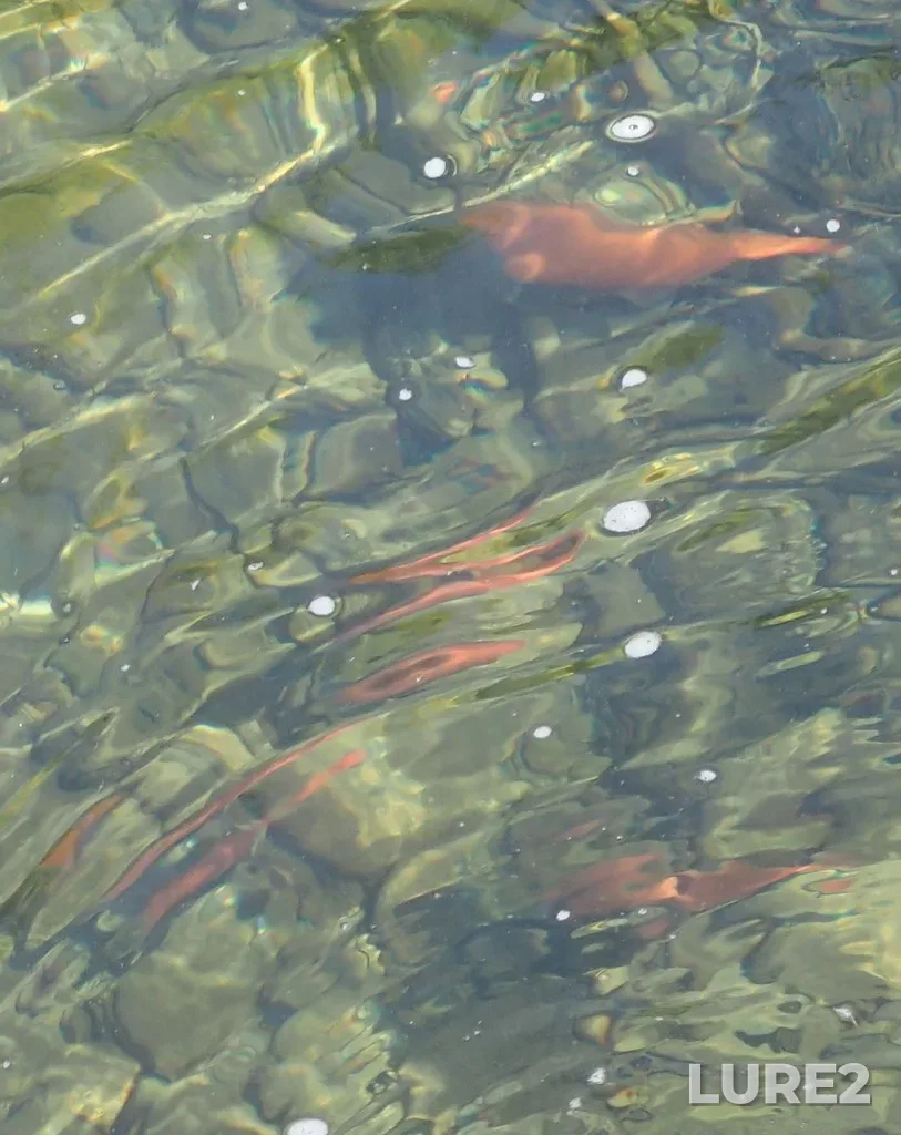 Sockeye salmon — Big Sand Creek, Sep 04, 2019, 3:19 PM