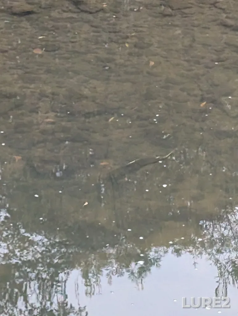 Chinook salmon — Don River, Oct 17, 2025, 5:00 PM
