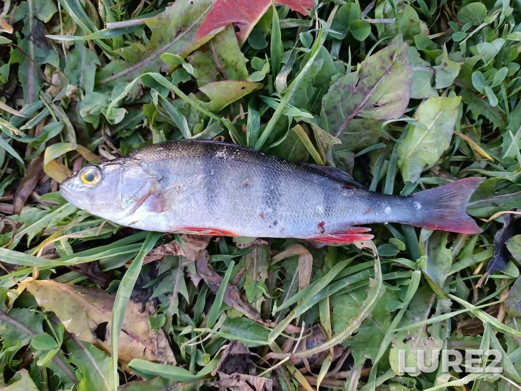 Perch — Leningrad Oblast, Russia, 188675, Oct 18, 2025, 3:25 PM