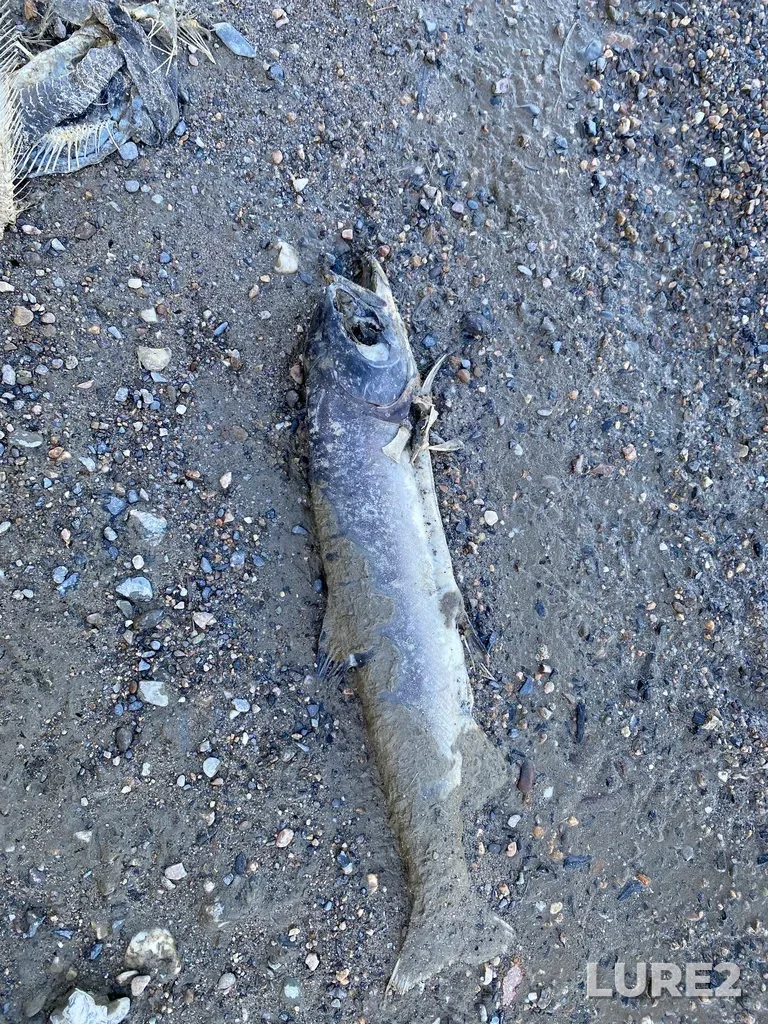 Pink salmon — North Thompson River, Oct 14, 2025, 2:40 PM