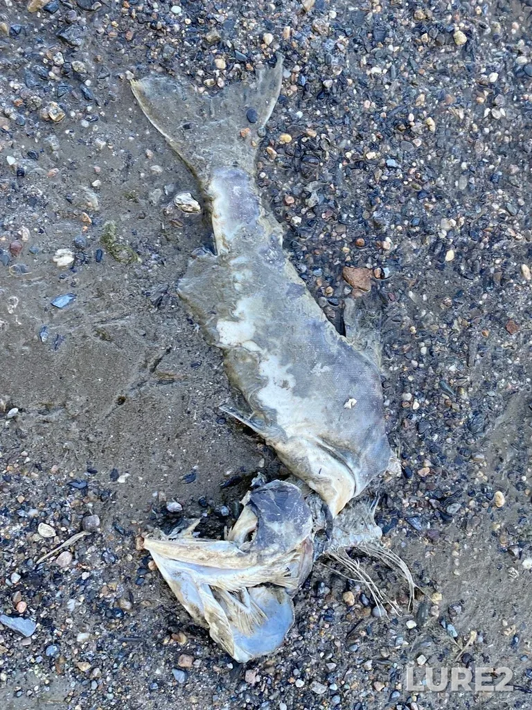 Pink salmon — North Thompson River, Oct 14, 2025, 2:40 PM