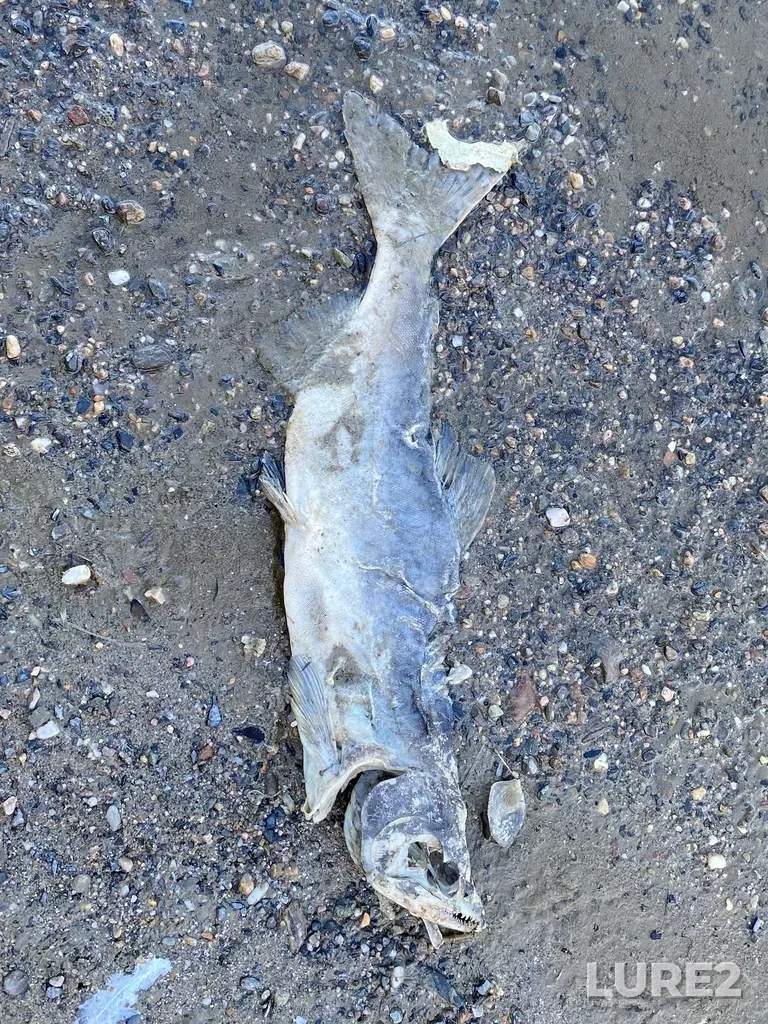 Pink salmon — North Thompson River, Oct 14, 2025, 2:40 PM