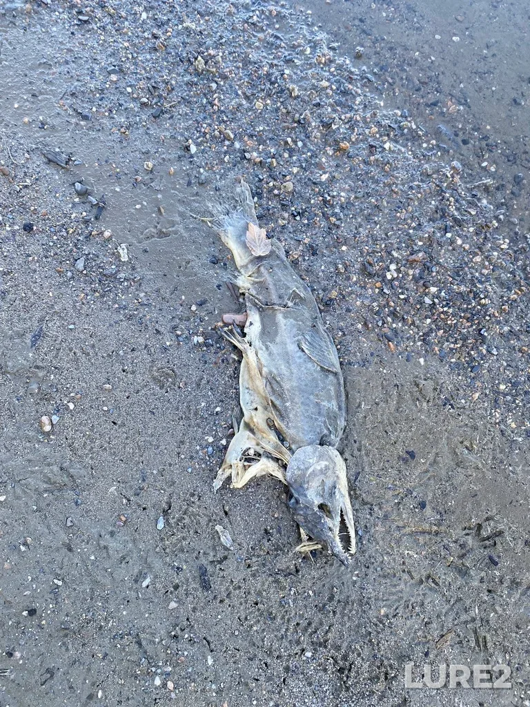 Pink salmon — North Thompson River, Oct 14, 2025, 2:40 PM