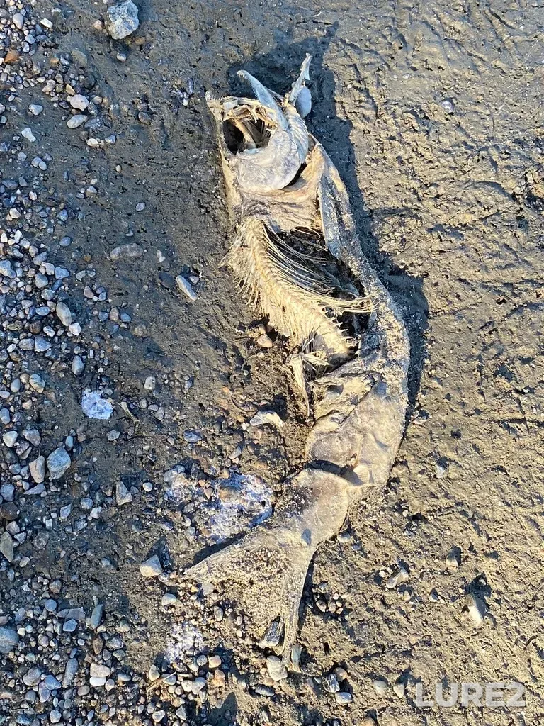 Pink salmon — North Thompson River, Oct 14, 2025, 2:41 PM