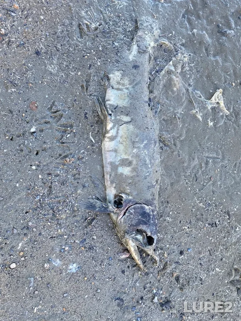 Pink salmon — North Thompson River, Oct 14, 2025, 2:41 PM