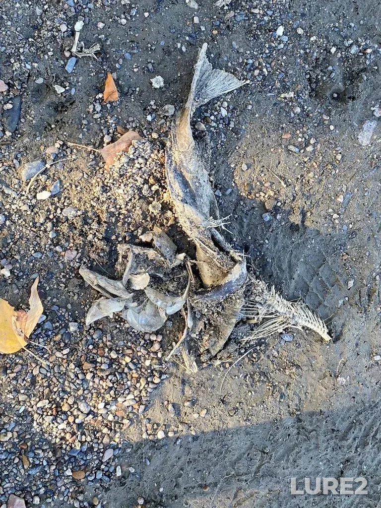 Pink salmon — North Thompson River, Oct 14, 2025, 2:41 PM