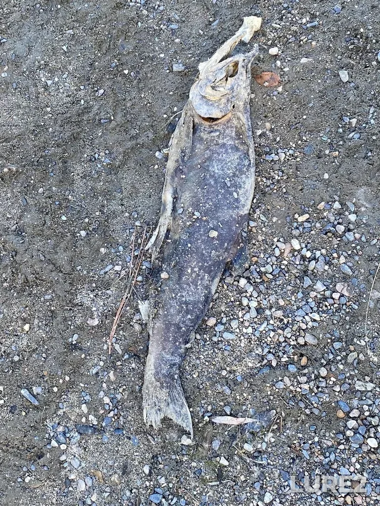 Pink salmon — North Thompson River, Oct 14, 2025, 2:41 PM
