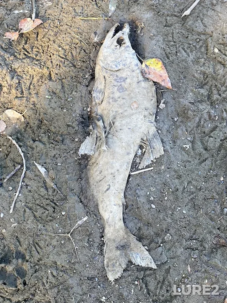 Pink salmon — North Thompson River, Oct 14, 2025, 2:42 PM