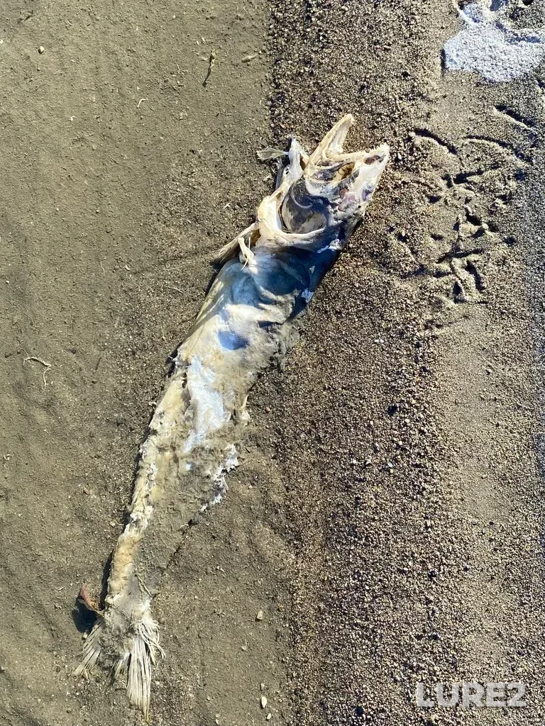 Pink salmon — North Thompson River, Oct 14, 2025, 3:03 PM