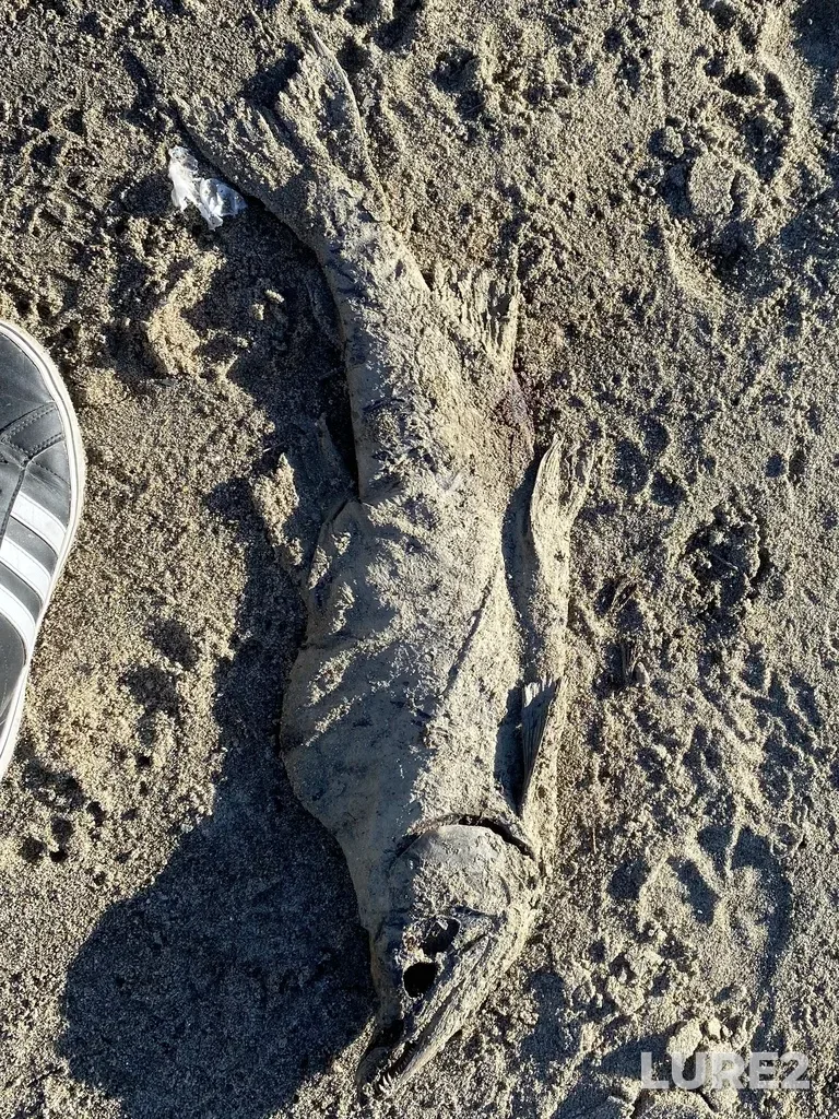 Pink salmon — North Thompson River, Oct 14, 2025, 3:03 PM