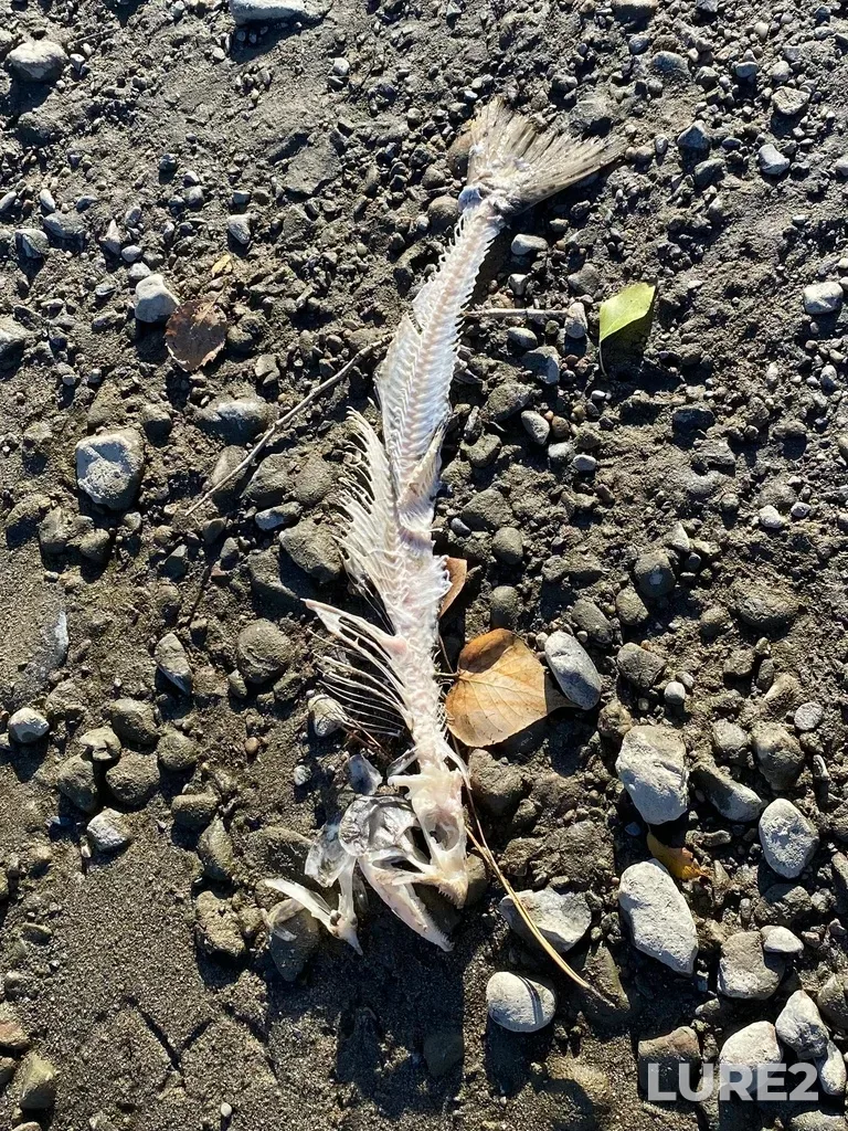 Pink salmon — North Thompson River, Oct 14, 2025, 3:04 PM