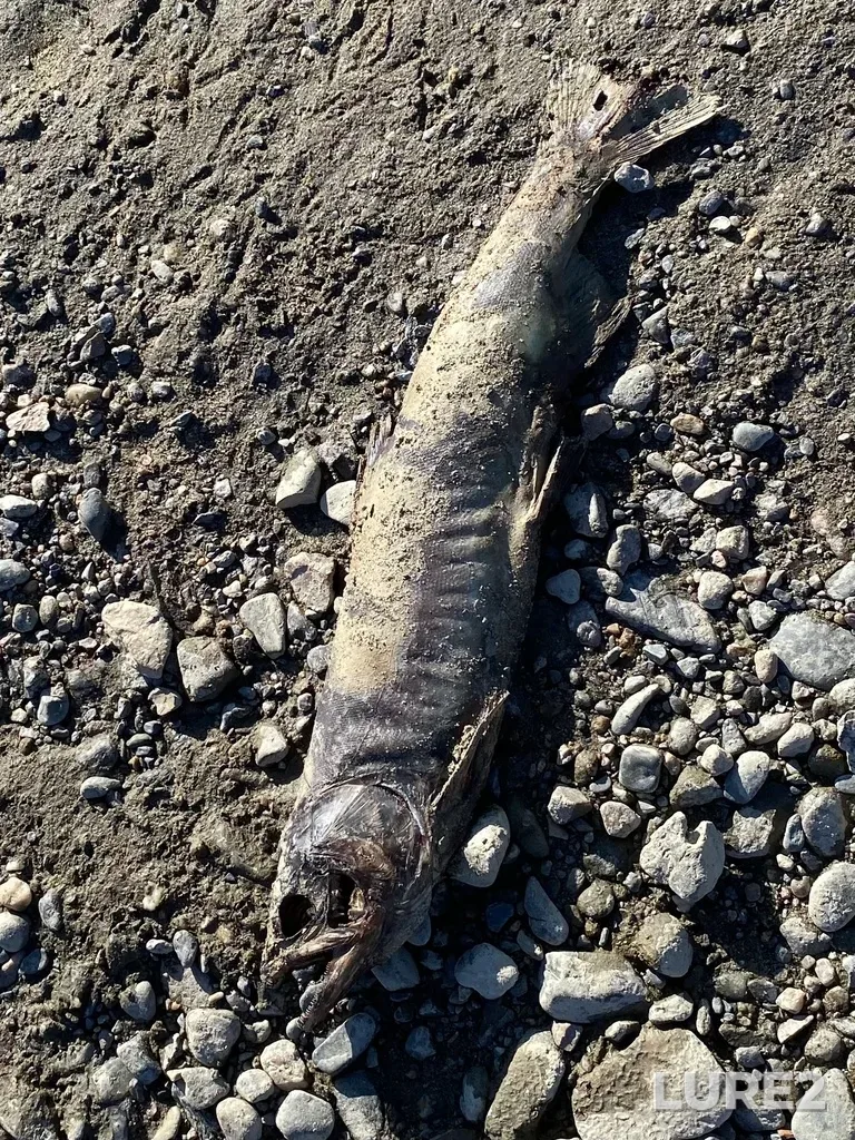 Pink salmon — North Thompson River, Oct 14, 2025, 3:04 PM