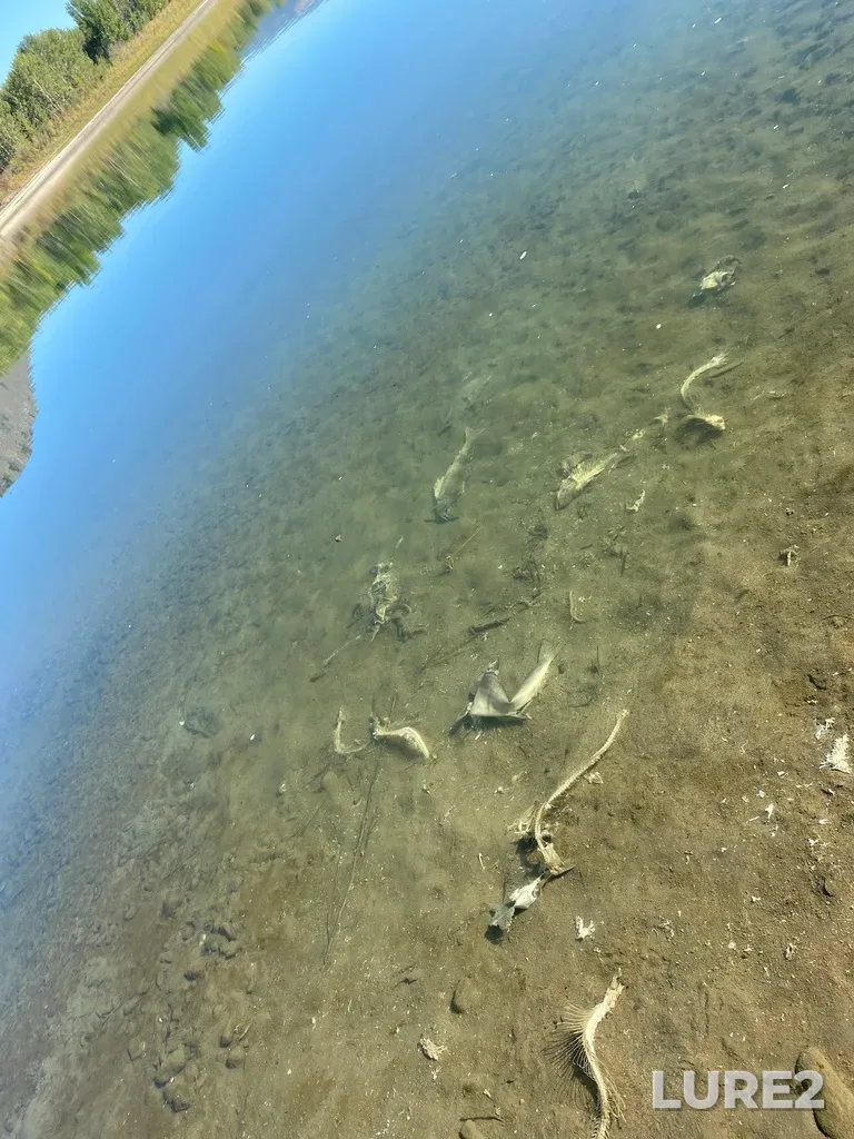 Pink salmon — North Thompson River, Oct 14, 2025, 3:04 PM