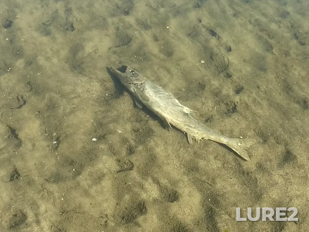 Pink salmon — North Thompson River, Oct 14, 2025, 3:05 PM