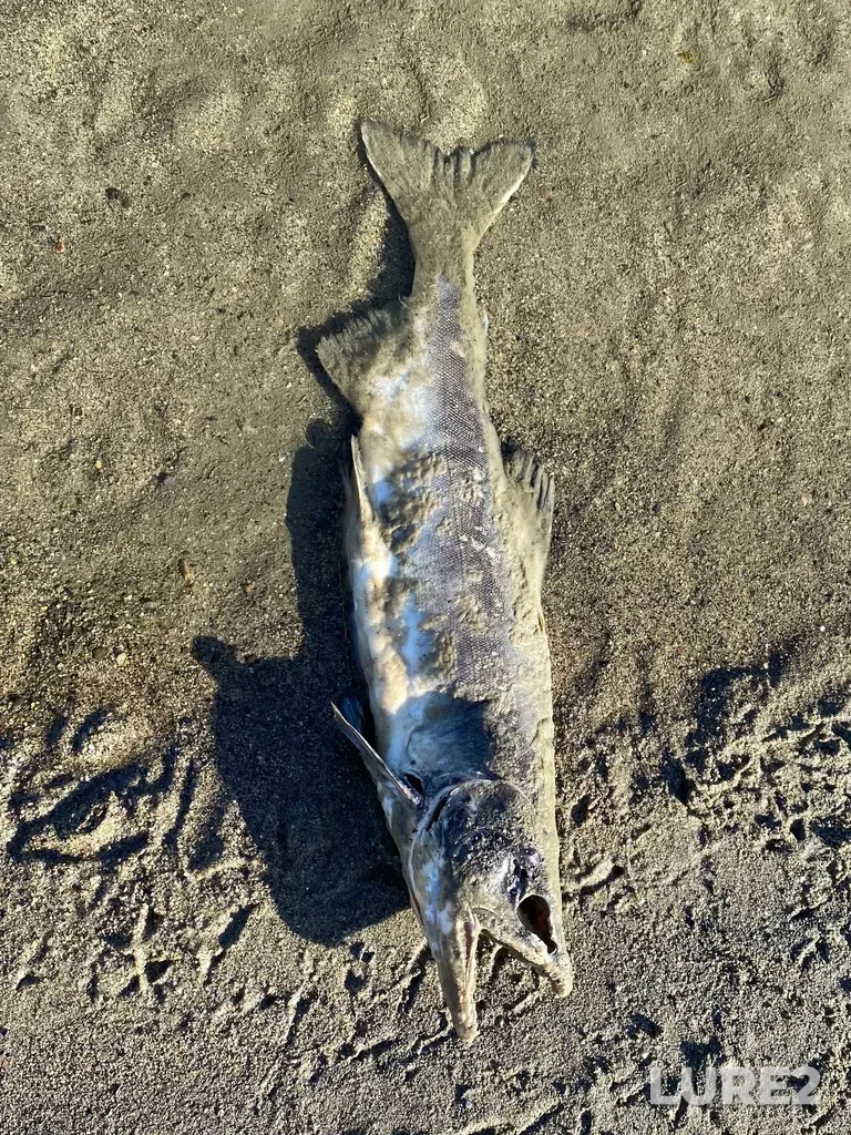 Pink salmon — North Thompson River, Oct 14, 2025, 3:05 PM