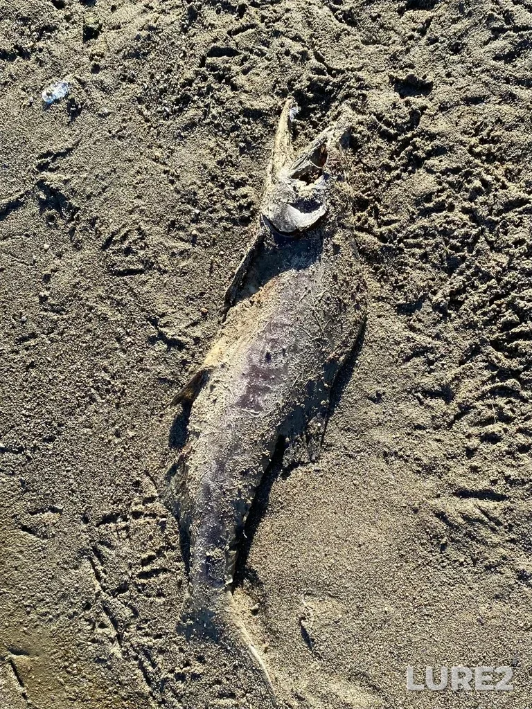 Pink salmon — North Thompson River, Oct 14, 2025, 3:06 PM