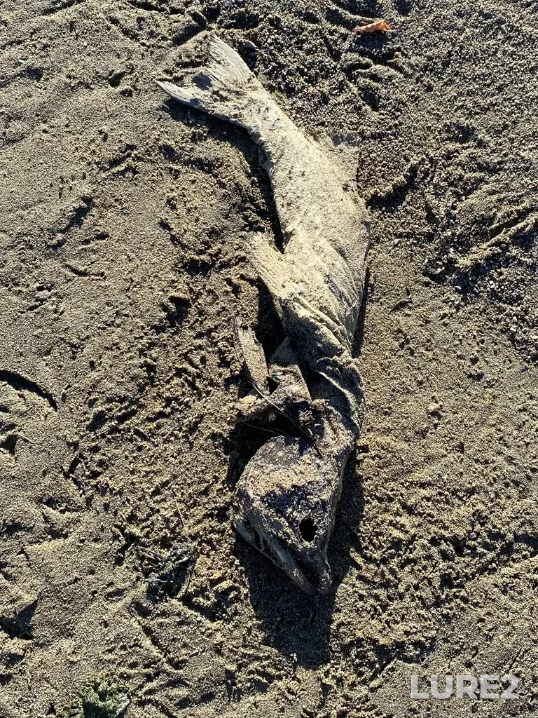 Pink salmon — North Thompson River, Oct 14, 2025, 3:06 PM