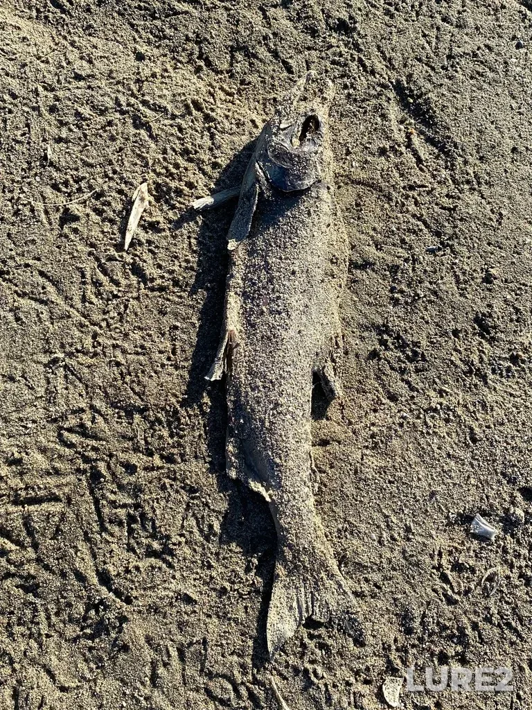 Pink salmon — North Thompson River, Oct 14, 2025, 3:06 PM