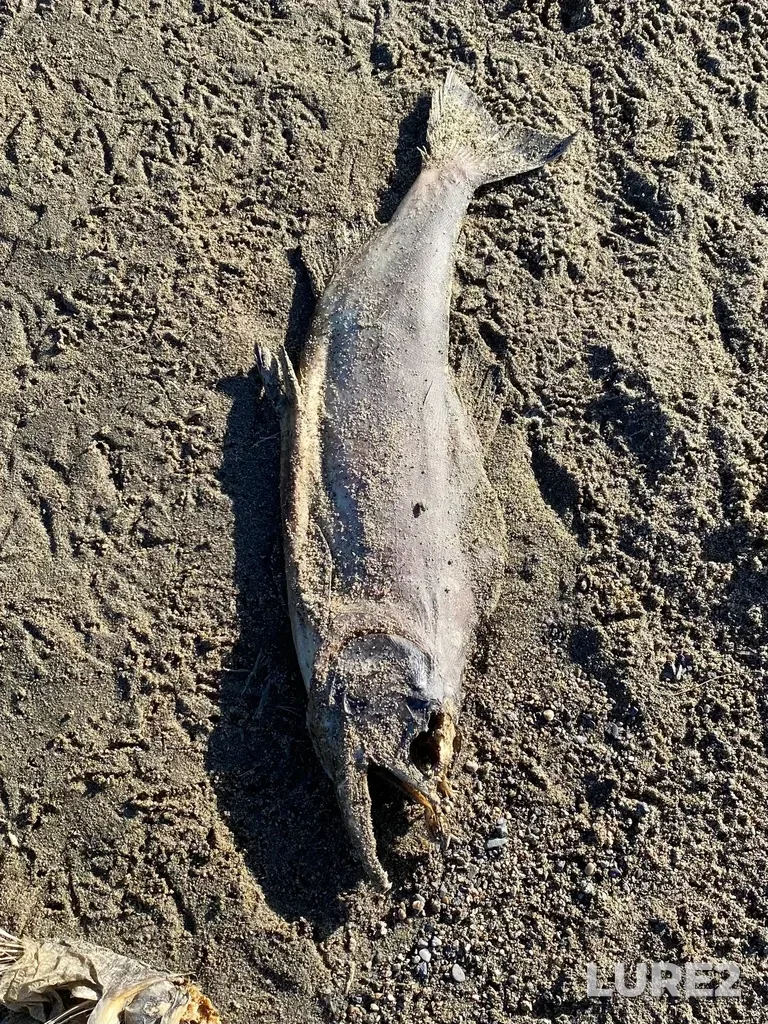 Pink salmon — North Thompson River, Oct 14, 2025, 3:07 PM