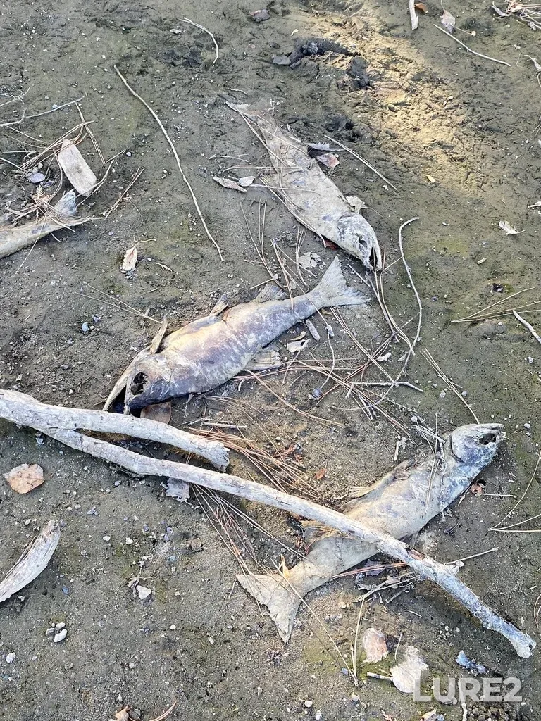 Pink salmon — North Thompson River, Oct 14, 2025, 3:09 PM