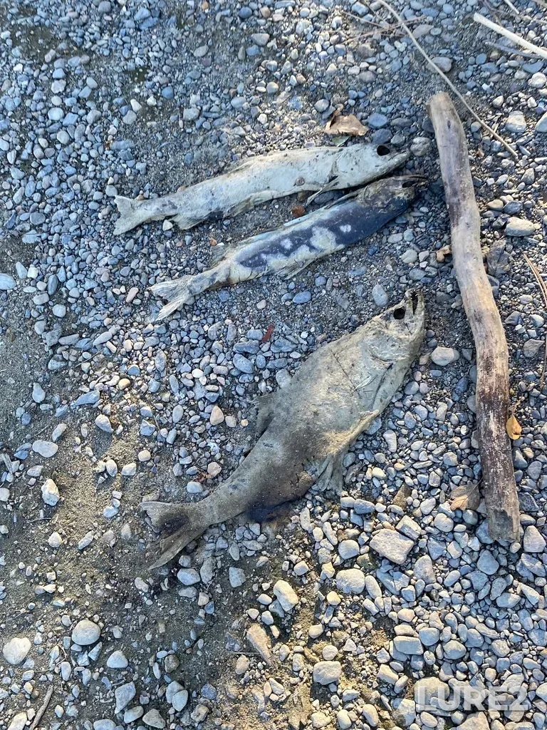 Pink salmon — North Thompson River, Oct 14, 2025, 3:10 PM