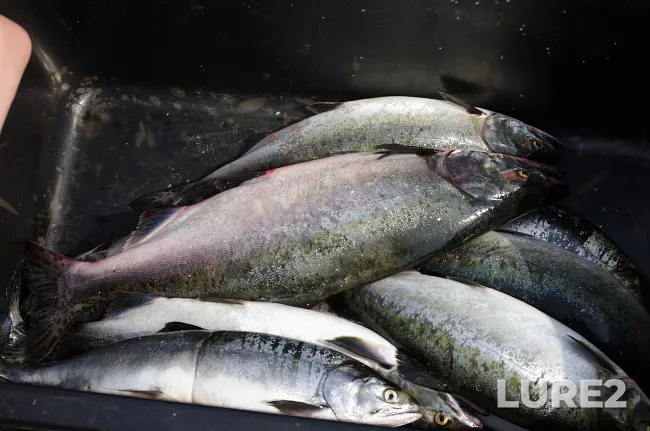 Pink salmon — Loukhskiy rayon, RU-KI, RU, Jul 23, 2019, 12:12 PM