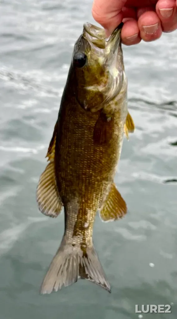 Smallmouth bass — Fancy Lake, Oct 18, 2025, 2:20 PM