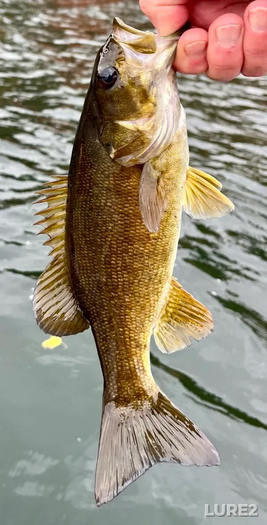 Smallmouth bass — Fancy Lake, Oct 18, 2025, 3:07 PM