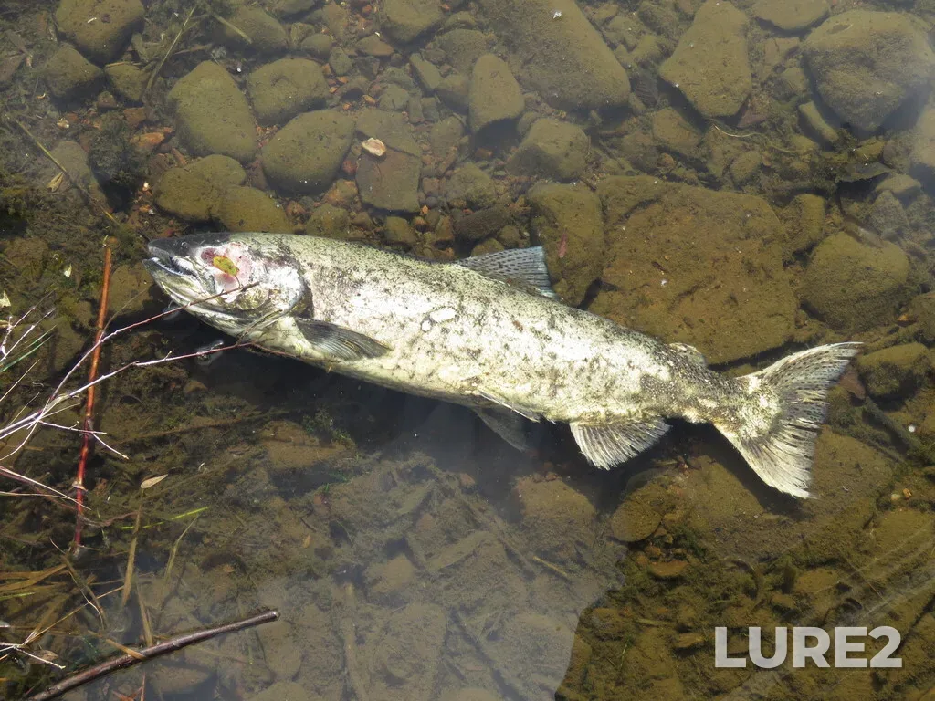 Chinook salmon — St. Marys River, Oct 20, 2025, 10:10 AM