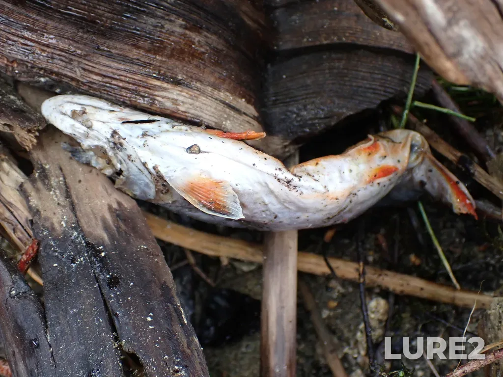 Brook trout — Darke Lake, Jul 14, 2025, 12:55 PM