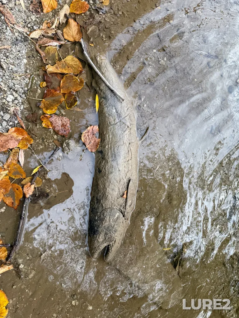 Chinook salmon — Credit River, Oct 18, 2025, 3:17 PM