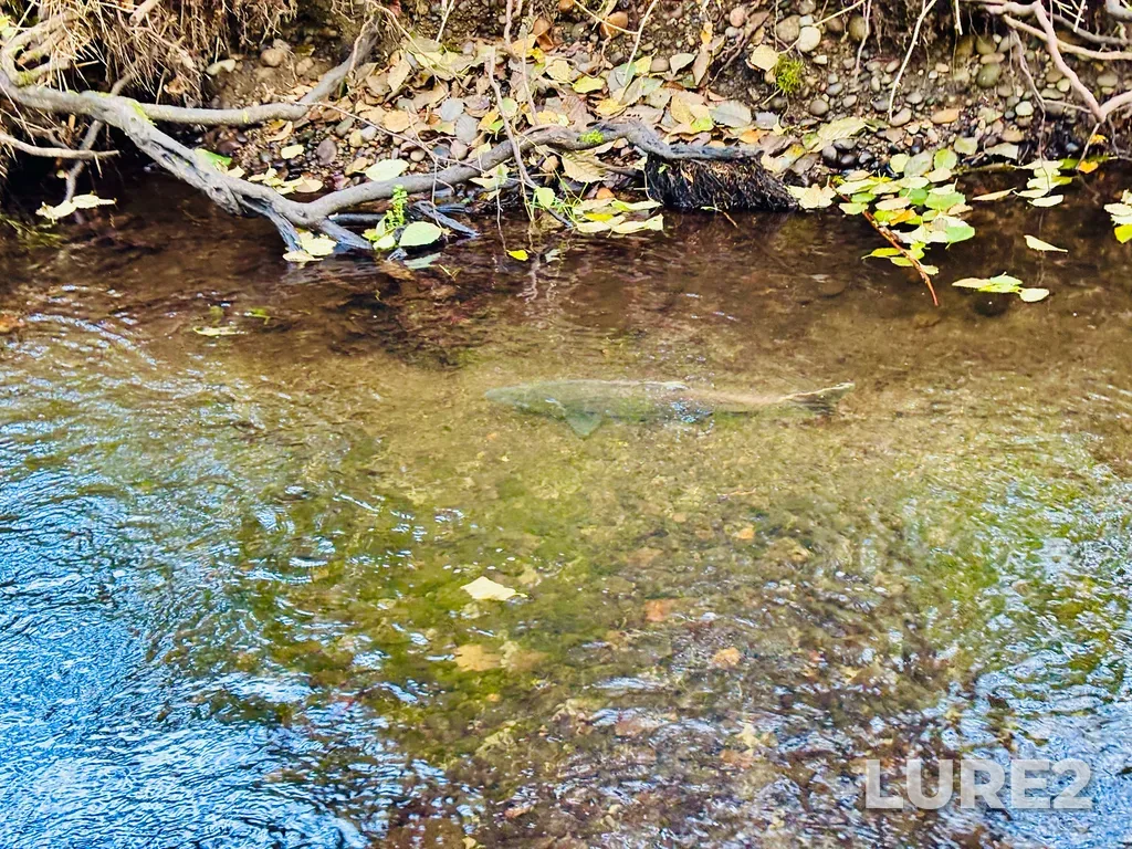 Coho salmon — Campbell River, Oct 23, 2025, 2:36 PM