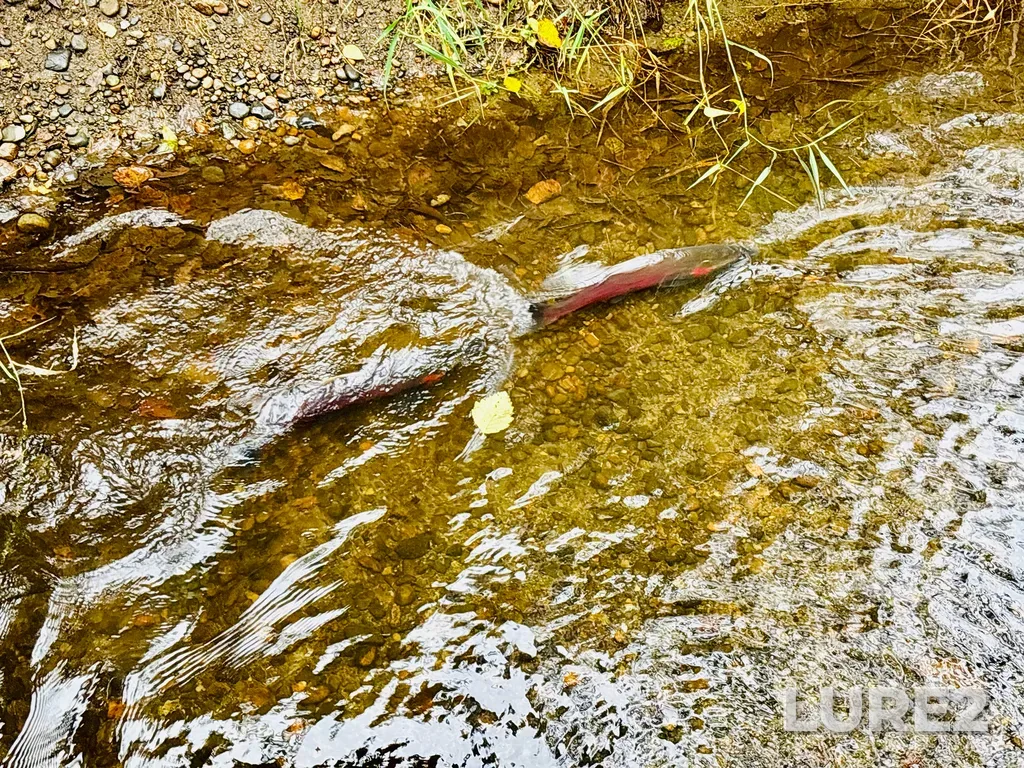 Coho salmon — Campbell River, Oct 23, 2025, 3:07 PM