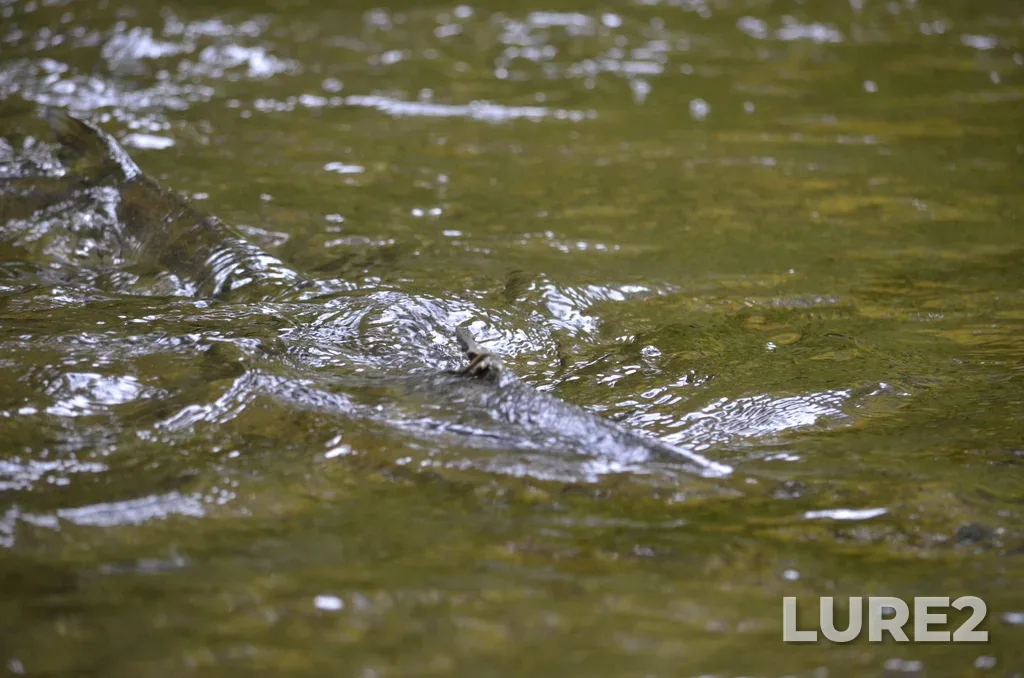 Chum salmon — Ladysmith Harbour, Oct 24, 2025, 1:18 PM