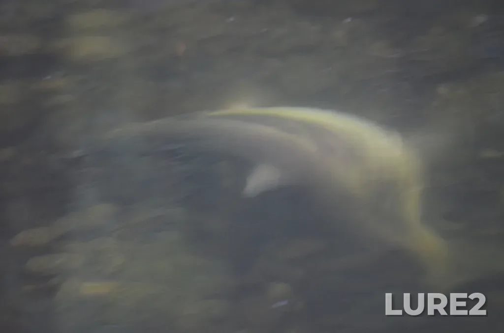 Chum salmon — Ladysmith Harbour, Oct 24, 2025, 2:00 PM