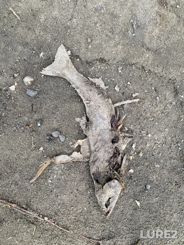 Pink salmon — Thompson River, Oct 19, 2025, 5:33 PM