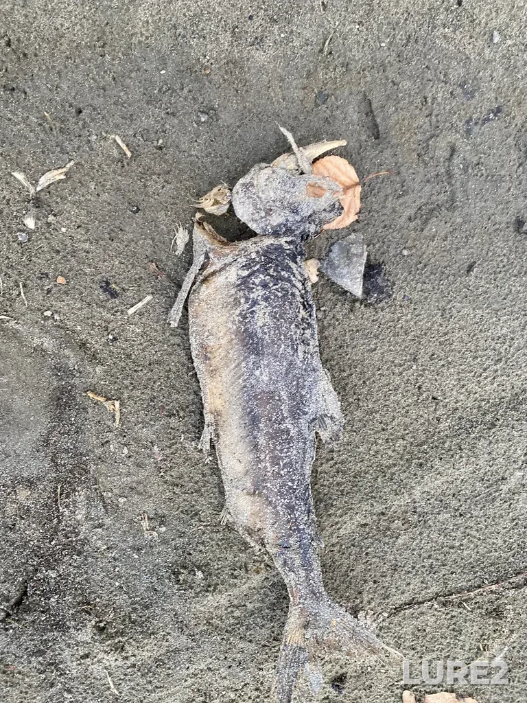 Pink salmon — Thompson River, Oct 19, 2025, 5:33 PM