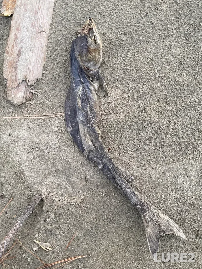 Pink salmon — Thompson River, Oct 19, 2025, 5:34 PM