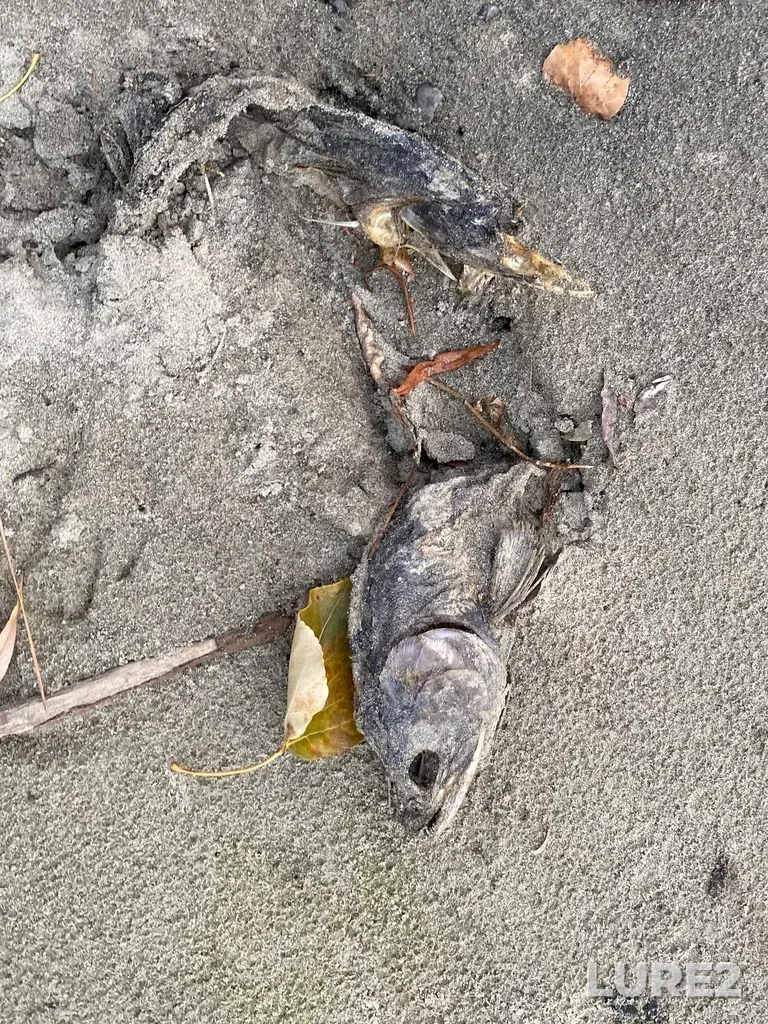 Pink salmon — Thompson River, Oct 19, 2025, 5:34 PM