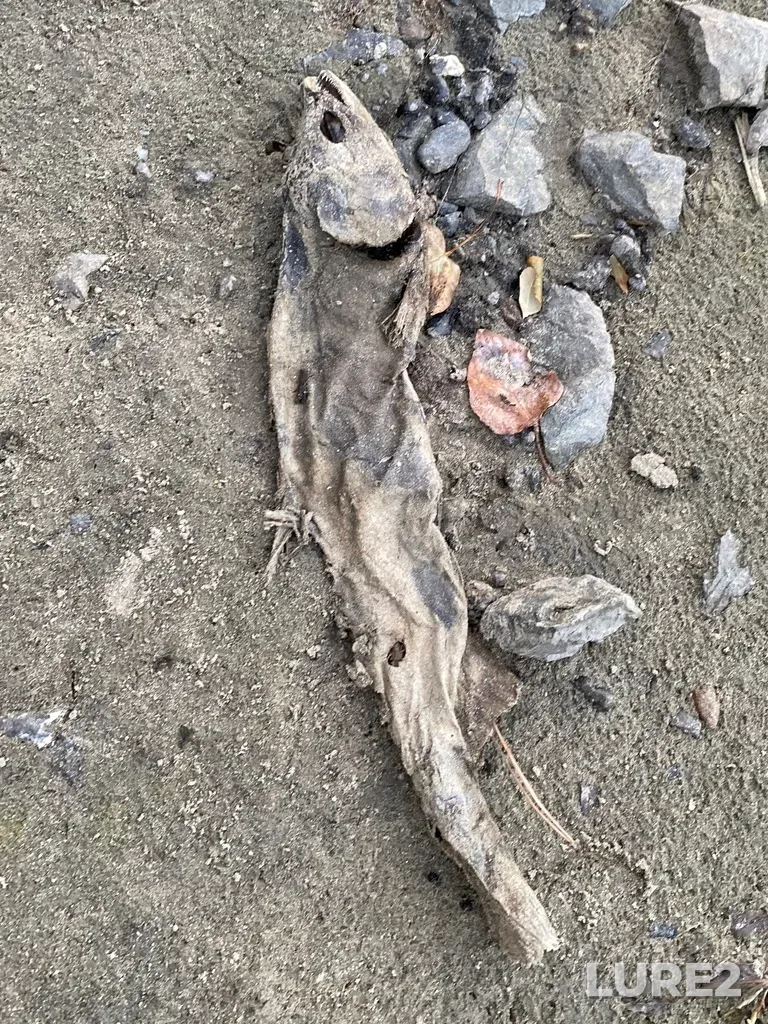 Pink salmon — Thompson River, Oct 19, 2025, 5:34 PM