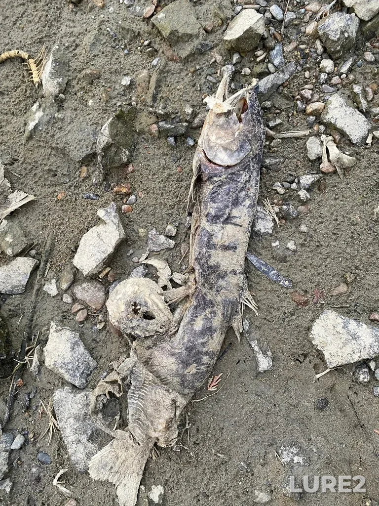 Pink salmon — Thompson River, Oct 19, 2025, 5:35 PM