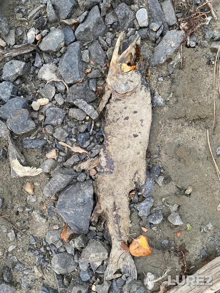 Pink salmon — Thompson River, Oct 19, 2025, 5:36 PM