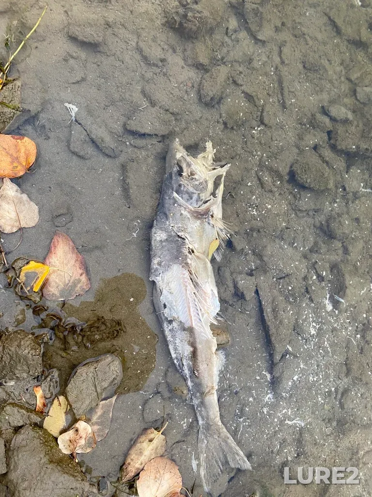 Pink salmon — Thompson River, Oct 19, 2025, 5:37 PM