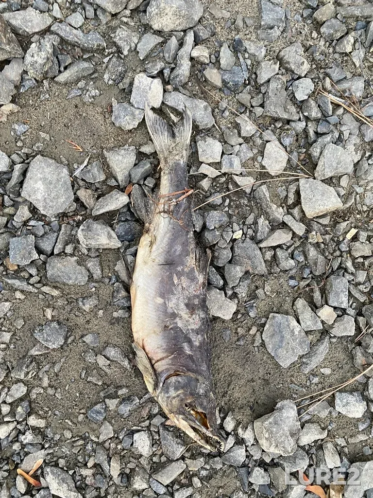 Pink salmon — Thompson River, Oct 19, 2025, 5:38 PM