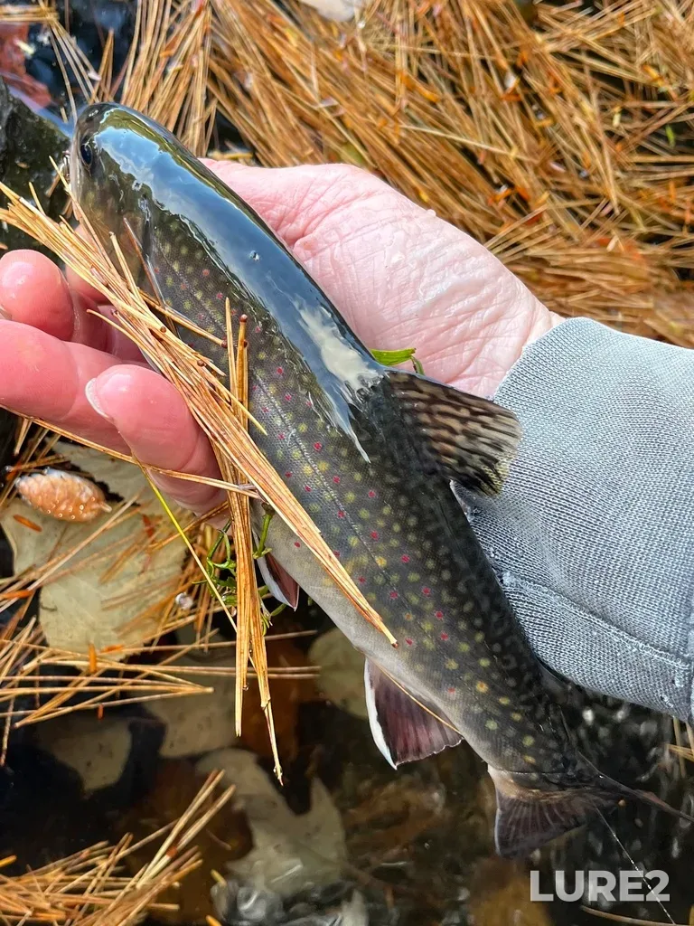 Brook trout — Paper Mill Lake, Oct 26, 2025, 1:58 PM