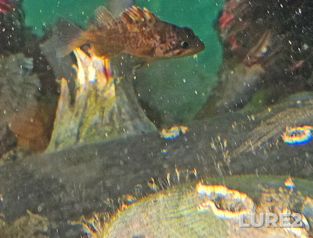 Rockfish — Duffin Passage, Oct 14, 2025, 9:55 AM