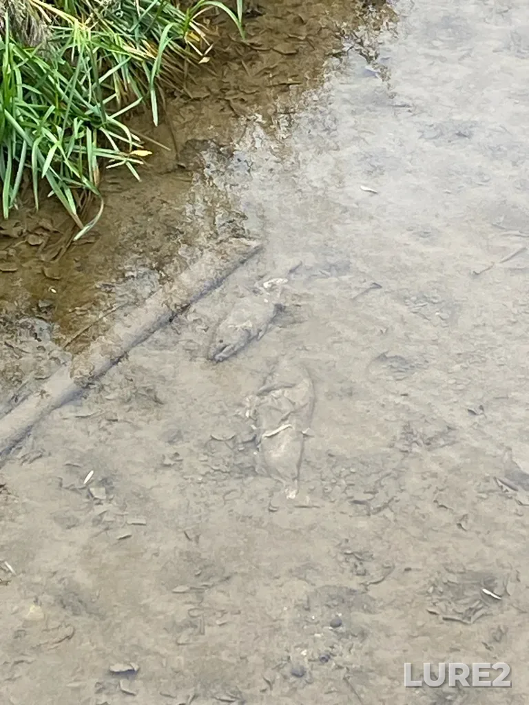 Chinook salmon — Credit River, Oct 27, 2025, 2:59 PM